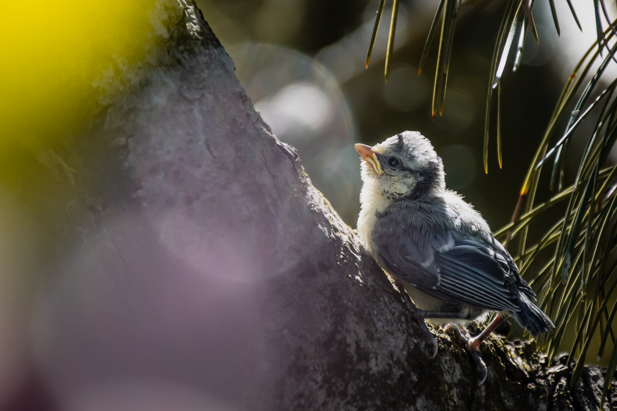 Photography Tips and Techniques, bird