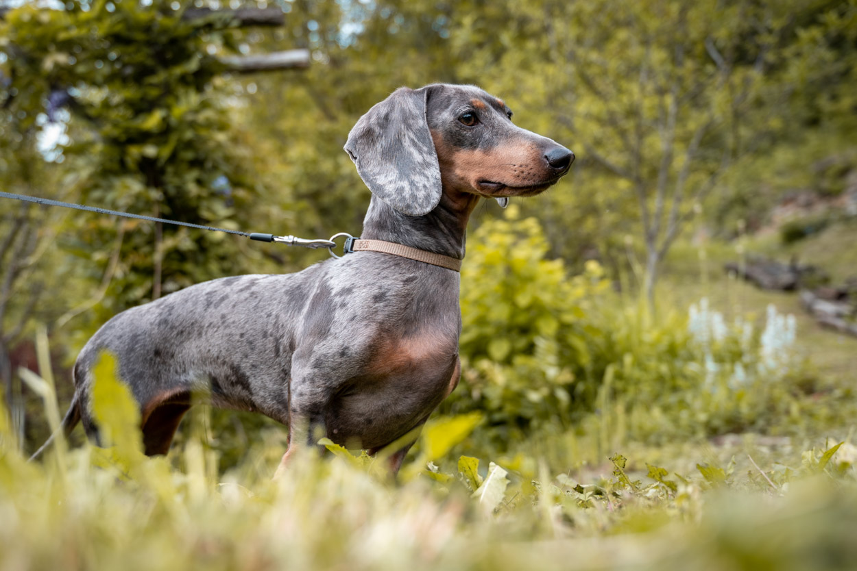 posing dog