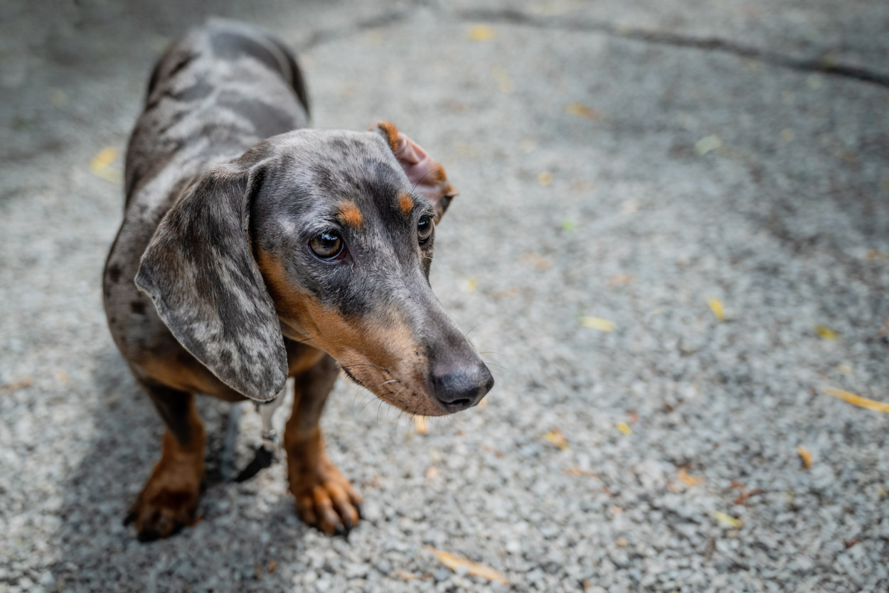 Exploring dog's photos