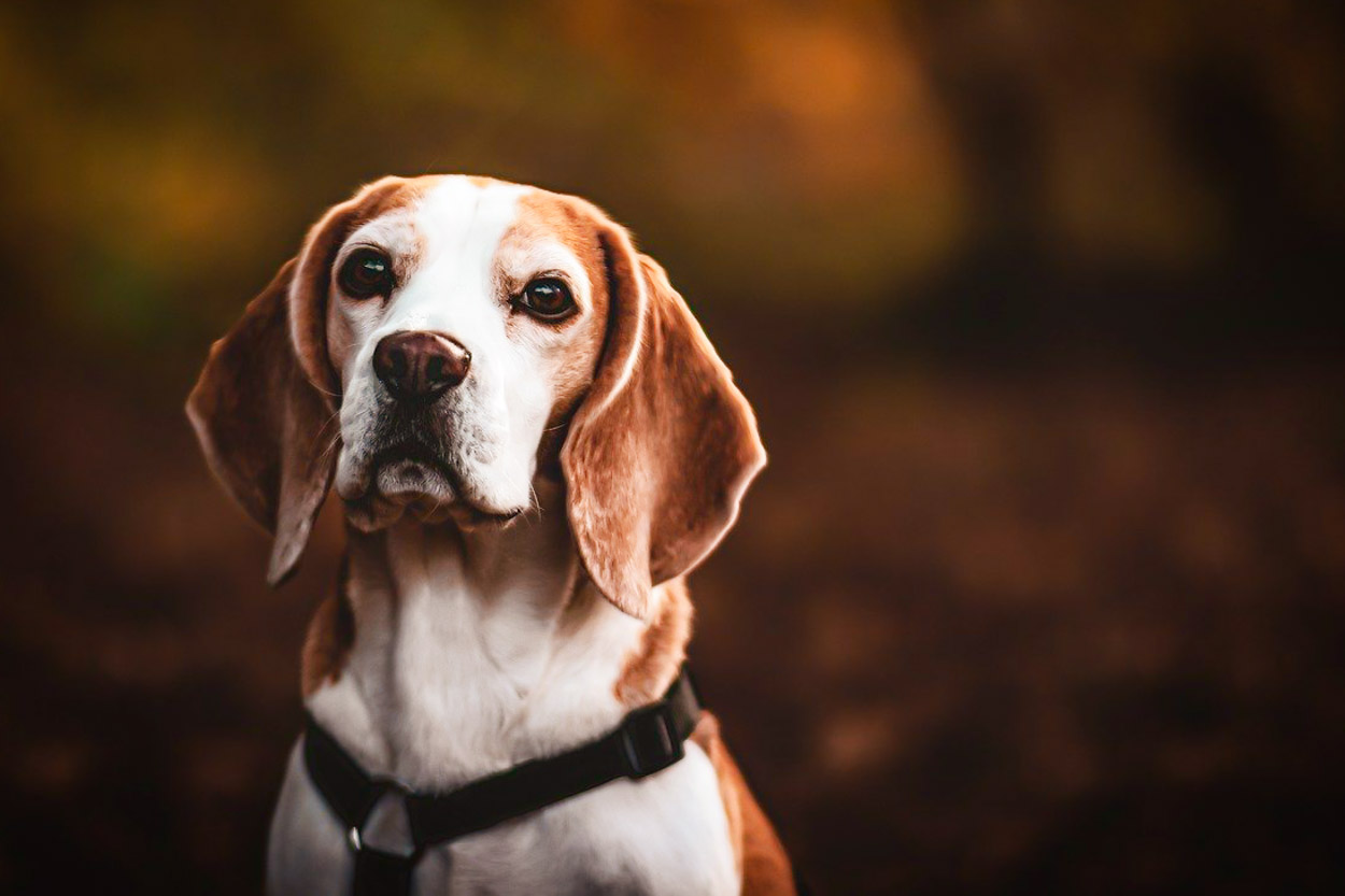 portrait of the dog